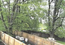 Abergavenny residents approved to trim hazardous lime trees