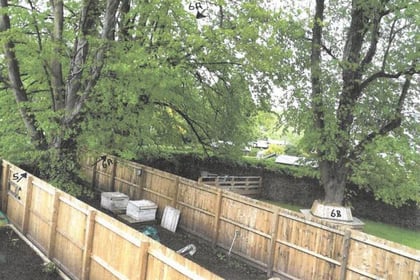 Abergavenny residents approved to trim hazardous lime trees