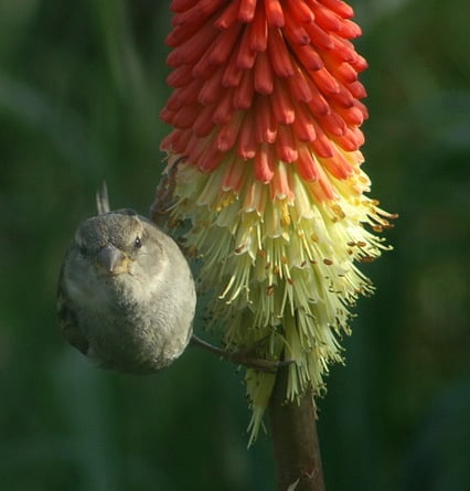 Mike Pennington / House Sparrow (Passer domesticus) on red-hot poker (Kniphofia sp.), Baltasound