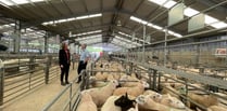 Labour candidate and farming minister visit Raglan Livestock Market