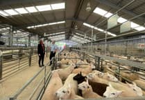 Labour candidate and farming minister visit Raglan Livestock Market