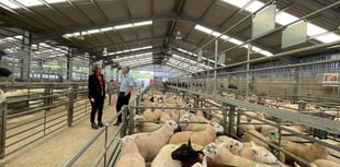 Labour candidate and farming minister visit Raglan Livestock Market