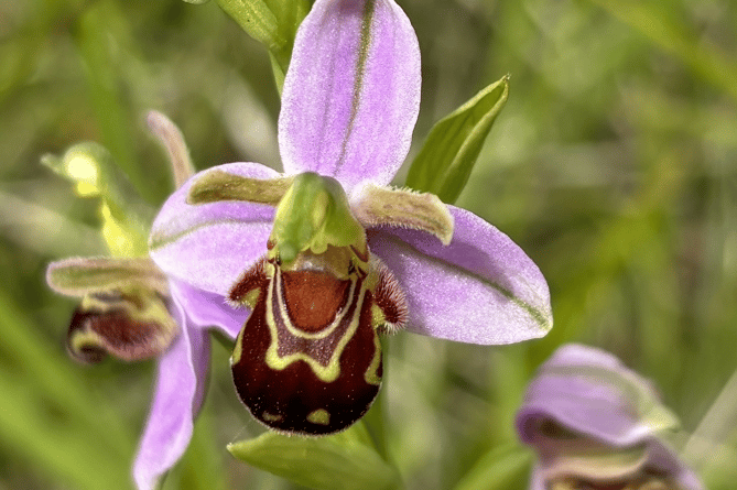 Wild Bee Orchid