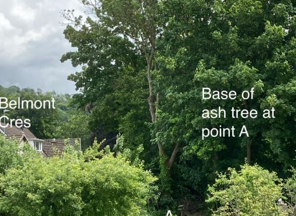 Ash tree abergavenny