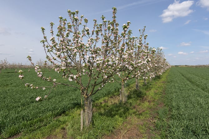 Apple trees planted in arable fields as part of an Agroforestry project 
Picture Tim Scrivener 07850 303986
.covering agriculture in the UK.