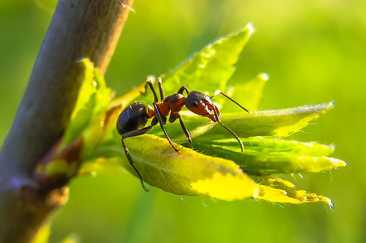 Ant. Image by Roman Grac from Pixabay