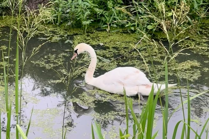 The swan in the more relaxed surroundings of Caldicot Castle and Country Park.