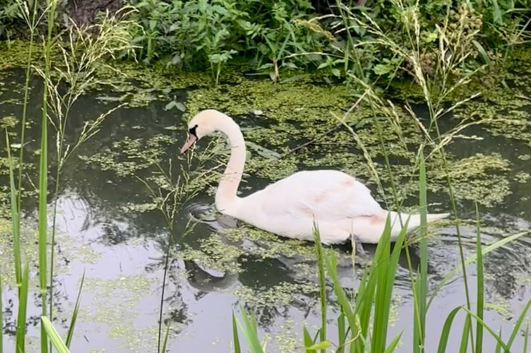 The swan in the more relaxed surroundings of Caldicot Castle and Country Park.