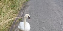 Hot Fuzz motorway rescue for swan!