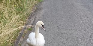 Hot Fuzz motorway rescue for swan!