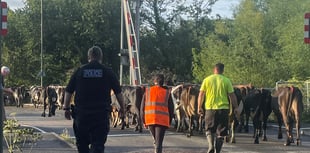 Community effort to moo-ve cows in Lydney