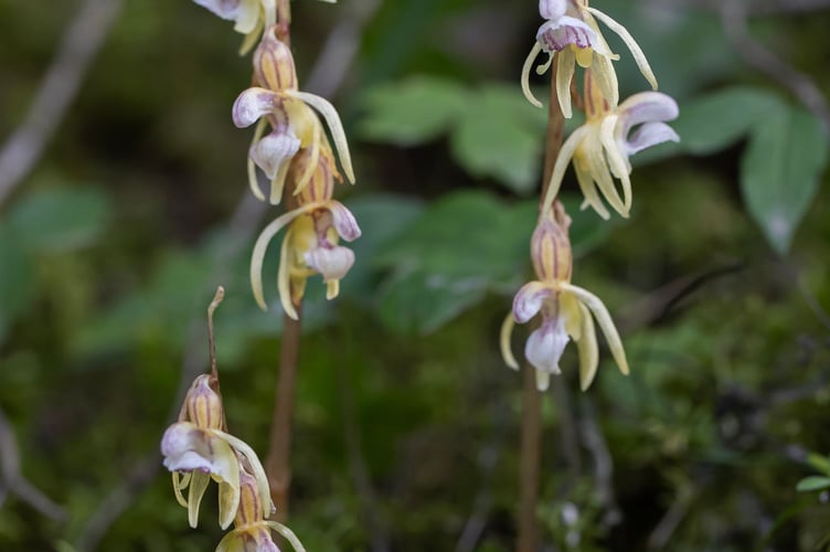 Ghost orchid in France