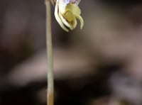 Rare plant first found in Herefordshire rediscovered after 15 years