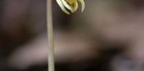 Rare plant first found in Herefordshire rediscovered after 15 years