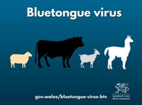 Welsh farmers urged to be vigilant for signs of Bluetongue