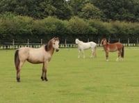 Three ponies rescued from common now receiving care at Redwings