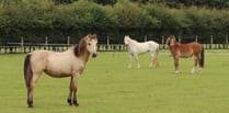 Three ponies rescued from common now receiving care at Redwings