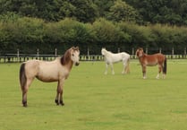 Three ponies rescued from common now receiving care at Redwings