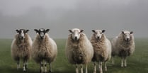 Farmers urged to be vigilant as bluetongue reaches Wales