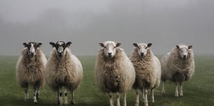 Farmers urged to be vigilant as bluetongue reaches Wales