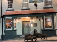 Watch: Boar enjoy a night on the town 