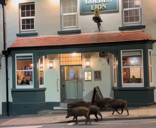 Watch: Boar enjoy a night on the town 