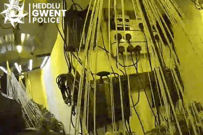 A video still of the raid in the centre of Chepstow shows plugs in power sockets providing lighting for the cannabis farm  