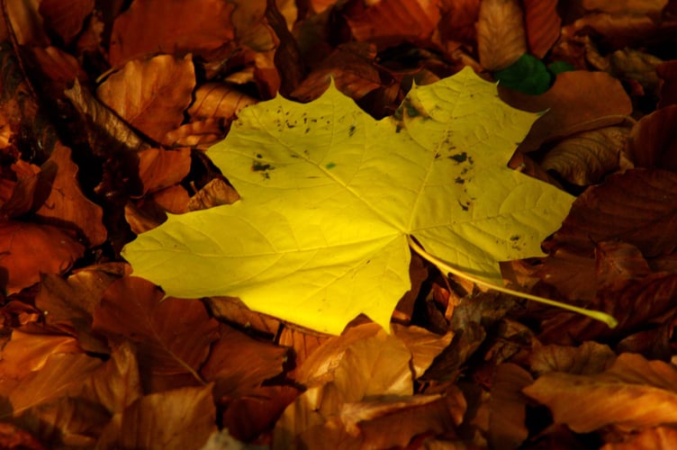 I photographed this leaf near my home in Barn Meads Road and thought how colourful it looked bathed in Autumn sunlight as the last leaves fall (Photo: Dave Hellyer)