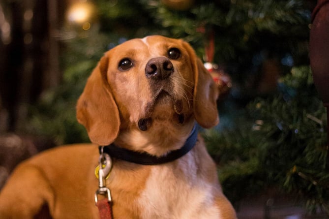 Dogs Trust shares Christmas food advice