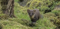 Pine Marten makes a return to Wales