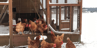  All-Wales Avian Influenza Prevention Zone introduced 