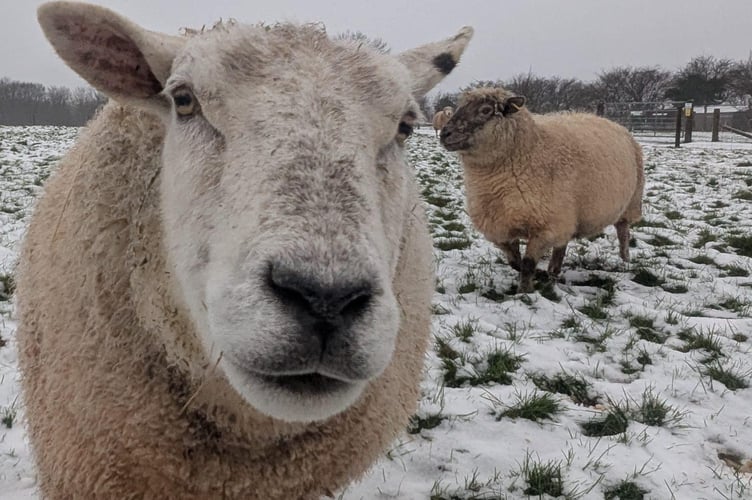 Snowy sheep