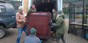 Eight mountain lions re-homed in Wye Valley 