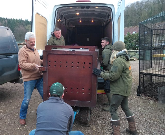 Eight mountain lions re-homed in Wye Valley 