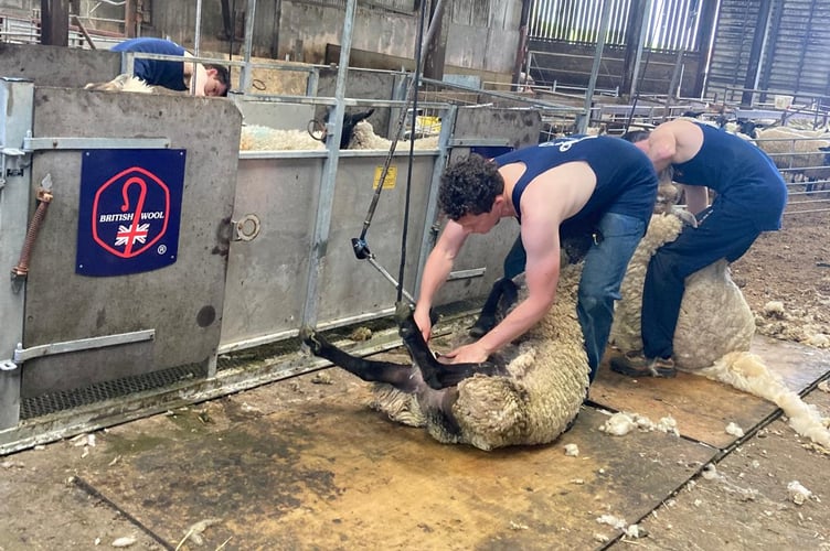 Shearing