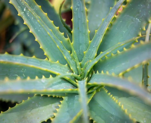 WI hears of the wonders of Aloe Vera