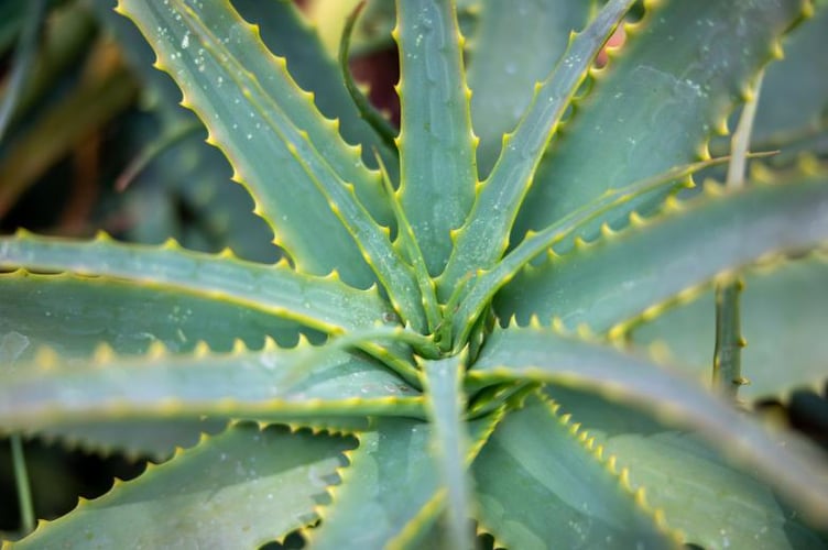 The secret of the Aloe Vera plant