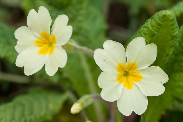 Wild primroses